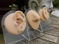 Model ucha z kolczykami: w tym ozdobny conch, helix i płatek. Obok modele nosa z kolczykami.